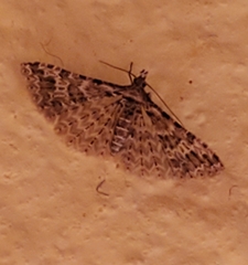 Alucita montana