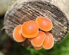 Flammulina velutipes