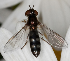 Platycheirus albimanus