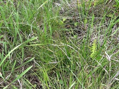 Isolepis