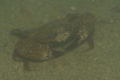 Thalamitinae