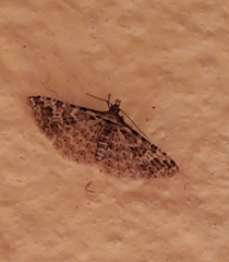Alucita montana