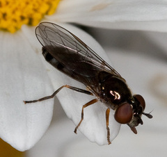 Platycheirus albimanus