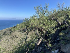 Pachycormus discolor