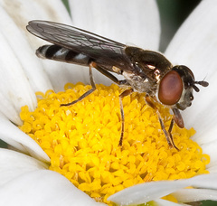 Platycheirus albimanus