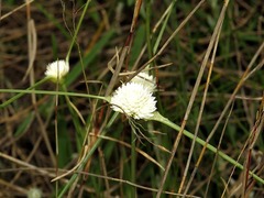 Image of Cyperus ascocapensis