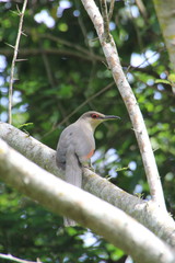 Coccyzus longirostris