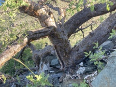 Pachycormus discolor