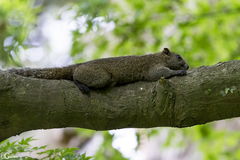 Callosciurus erythraeus