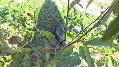 Dendrobias mandibularis