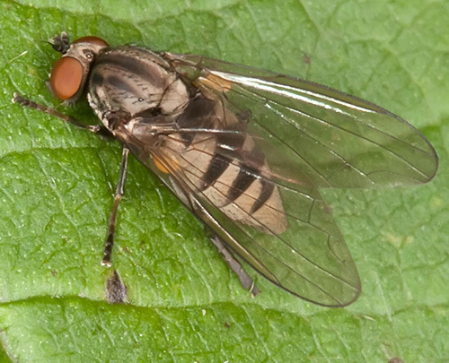 Platypeza hirticeps