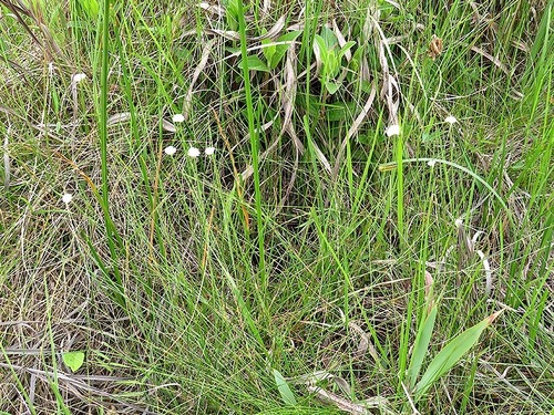 Cyperus ascocapensis image