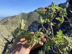 Pachycormus discolor