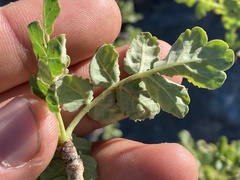 Pachycormus discolor