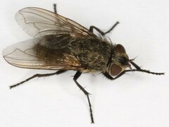 Pollenia rudis