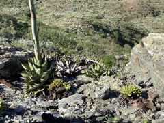 Agave margaritae