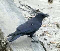 Corvus corone