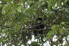 Alouatta pigra