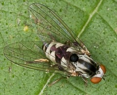 Polyporivora picta