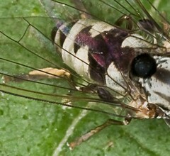 Polyporivora picta