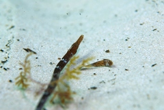 Syngnathidae