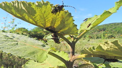 Dendrobias mandibularis