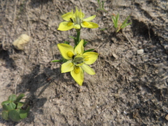 Moraea papilionacea papilionacea
