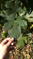 Ficus carica