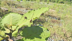 Dendrobias mandibularis