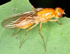 Psila