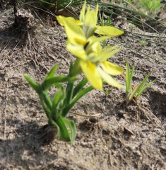 Moraea papilionacea papilionacea