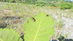 Dendrobias mandibularis