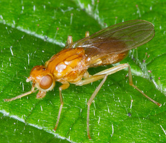 Psila fimetaria