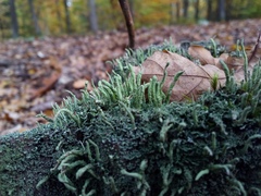 Cladonia