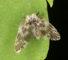 Psychodidae