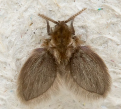 Psychodidae