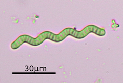 Arthrospira jenneri