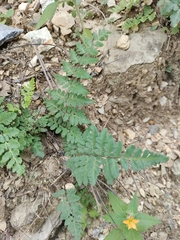 Myriopteris alabamensis