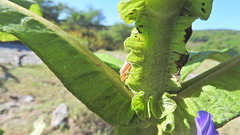 Dendrobias mandibularis