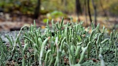 Cladonia
