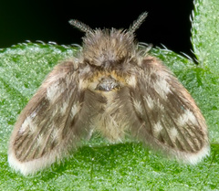 Psychodidae
