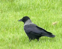 Corvus cornix × corone