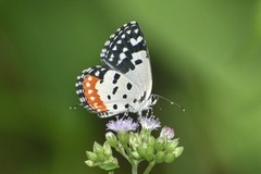 Talicada nyseus