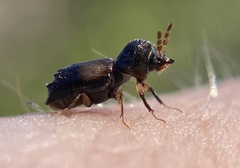 Xylobiops basilaris