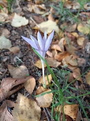 Crocus serotinus