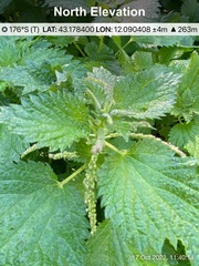 Urtica membranacea