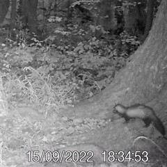 Mustela putorius