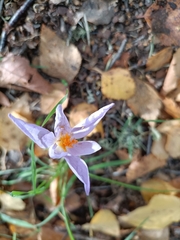 Crocus serotinus
