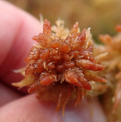 Sphagnum palustre