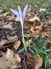 Crocus serotinus